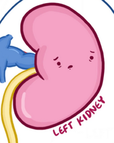 [Image: left_kidney.png]